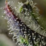 Barney's Farm Seeds Skunk 1 cannabis plant image 3