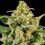 Barney's Farm Seeds Skunk 1 cannabis plant image 4