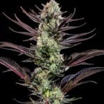 Barney's Farm Seeds Thin Mint Frosting F1 cannabis plant image 2