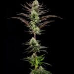 Barney's Farm Seeds Thin Mint Frosting F1 cannabis plant image 3