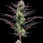 Barney's Farm Seeds Thin Mint Frosting F1 cannabis plant image 4