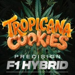 Barney's Farm Seeds Tropicana Cookies F1 Auto cannabis plant image 1