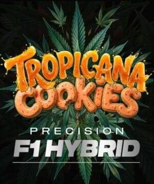 Tropicana Cookies F1 Auto