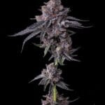 Barney's Farm Seeds Zillions cannabis plant image 2