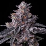 Barney's Farm Seeds Zillions cannabis plant image 3
