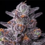 Barney's Farm Seeds Zillions cannabis plant image 4