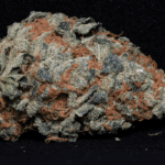 Big Head Seeds Cookie Dawg cannabis plant image 2