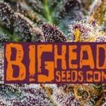 Big Head Seeds Critical cannabis plant image 1