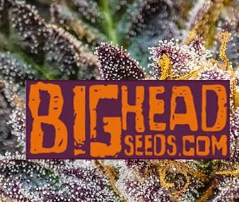 Big Head Seeds Critical cannabis plant image 1