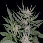 Big Head Seeds Critical cannabis plant image 2