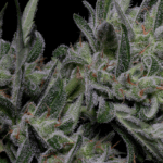 Big Head Seeds Crystal Gelato Auto cannabis plant image 4