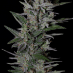 Big Head Seeds Crystal Gelato Auto cannabis plant image 5
