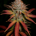 Big Head Seeds Grapefruit Diesel cannabis plant image 2