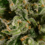 Big Head Seeds Jack Herer cannabis plant image 2
