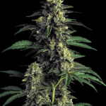 Big Head Seeds Northern Lights cannabis plant image 2