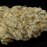 Big Head Seeds Purple Punch cannabis plant image 3