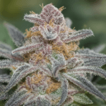 Big Head Seeds Rainbow Sherbet cannabis plant image 2
