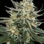Big Head Seeds Tangie cannabis plant image 1