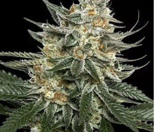 Tangie