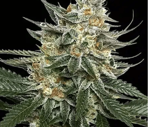 Big Head Seeds Tangie cannabis plant image 1