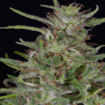 Big Head Seeds Tangie cannabis plant image 2