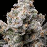 Big Head Seeds White Knuckle Truffle cannabis plant image 2