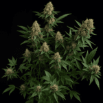 Big Head Seeds White Widow Auto cannabis plant image 2