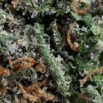 Big Head Seeds Z Nerds cannabis plant image 2