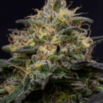 Big Head Seeds Zookies TRIPLOID cannabis plant image 2