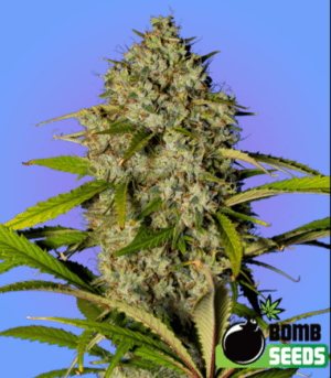 Blue Dream Bomb