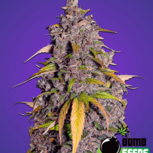 Bomb Seeds Double Purple Punch cannabis plant image 1