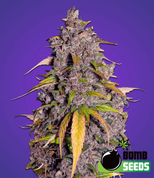 Bomb Seeds Double Purple Punch cannabis plant image 1
