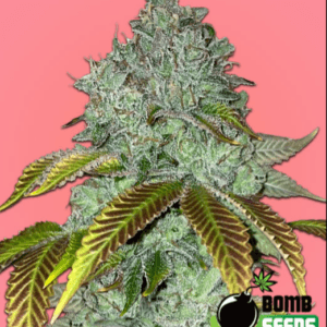 Bomb Seeds Permanent Marker Bomb cannabis plant image 1
