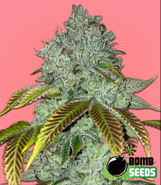 Bomb Seeds Permanent Marker Bomb cannabis plant image 1