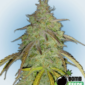 Bomb Seeds Super Boof Bomb cannabis plant image 1