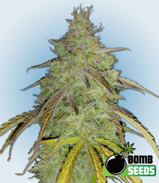 Bomb Seeds Super Boof Bomb cannabis plant image 1