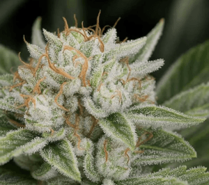 Auto Cali Mango Mass