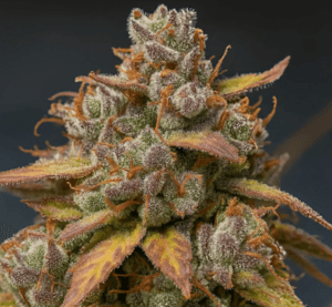 Auto VALI Mango Mass