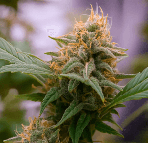 Super Lemon Mass
