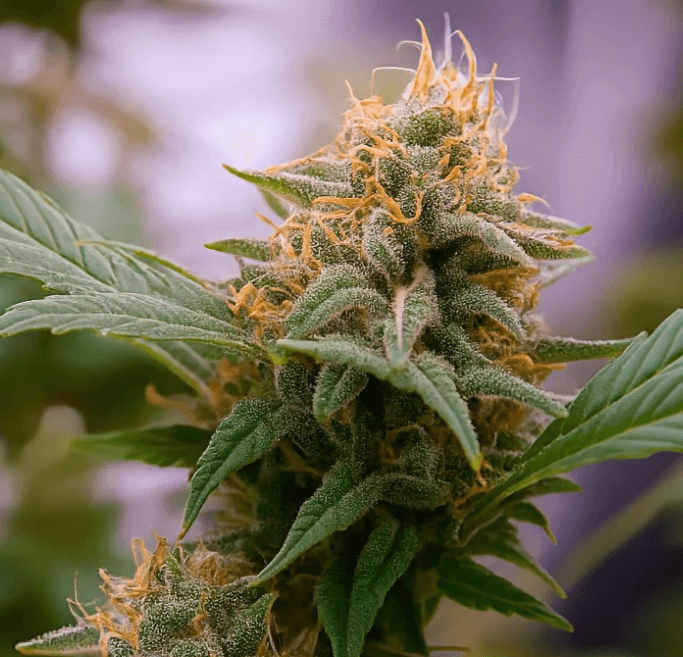 Critical Mass Collective Super Lemon Mass cannabis plant image 1