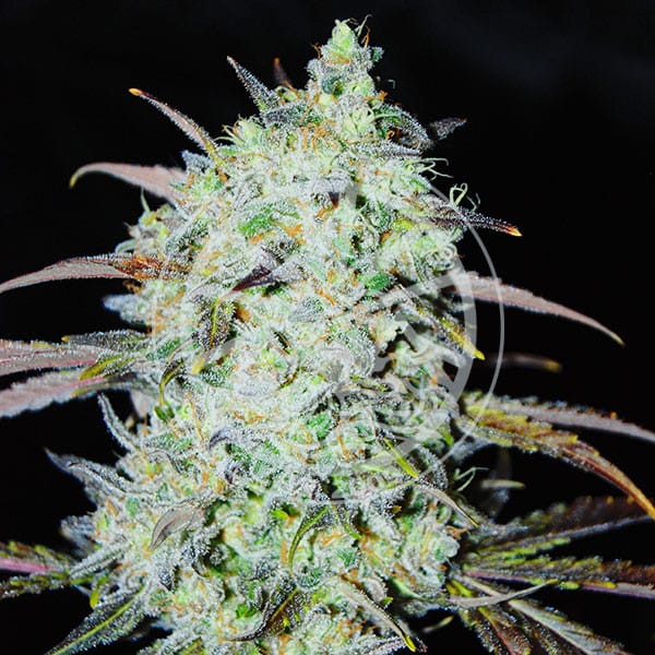 Delicious Seeds Bay Haze cannabis plant image 1