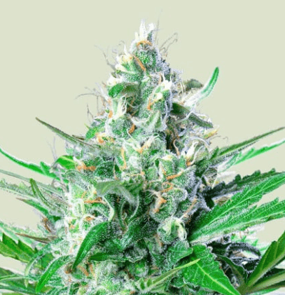 Delicious Seeds GRAPE cannabis plant image 1