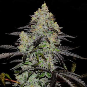 Zinnapple