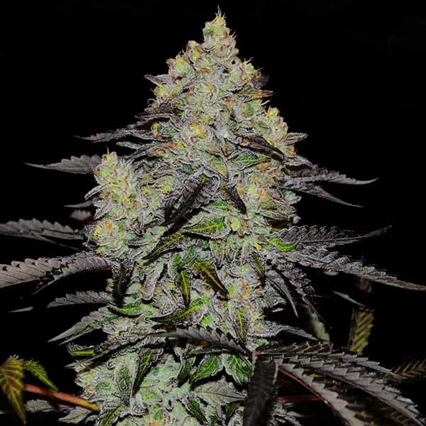 Delicious Seeds Zinnapple cannabis plant image 1