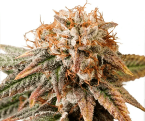 Auto Kingston Punch
