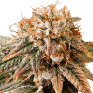 Dutch Passion Seeds Auto Kingston Punch cannabis plant image 1