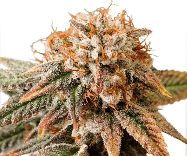 Dutch Passion Seeds Auto Kingston Punch cannabis plant image 1