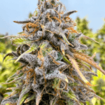 Dutch Passion Seeds Auto Kingston Punch cannabis plant image 2