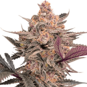 Dutch Passion Seeds Blue Applez cannabis plant image 1