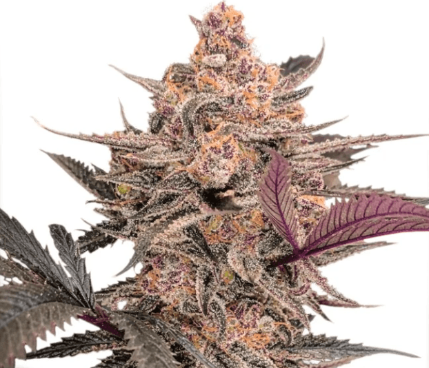 Dutch Passion Seeds Blue Applez cannabis plant image 1